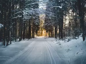 Zasněžená cesta v lese